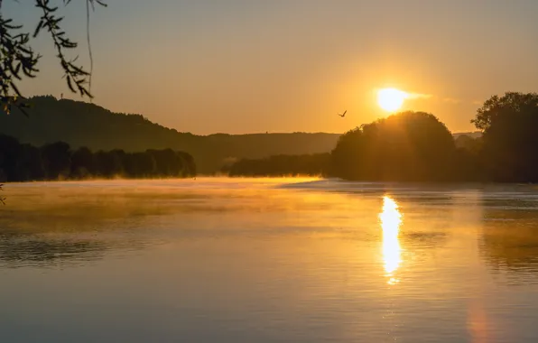 The sun, light, trees, sunset, branches, fog, lake, reflection