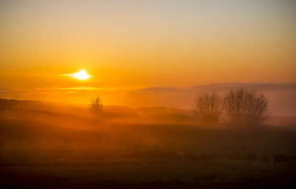 Field, sunset, nature, fog