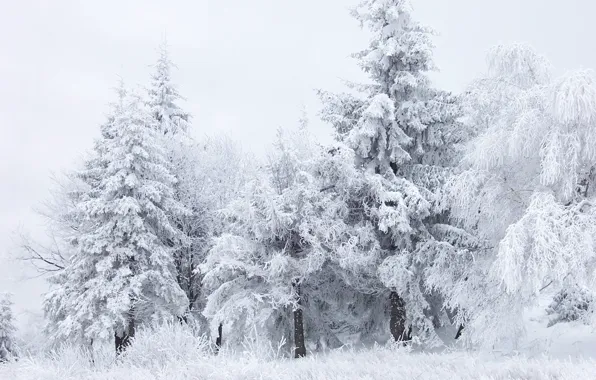 Winter, forest, white, snow, trees