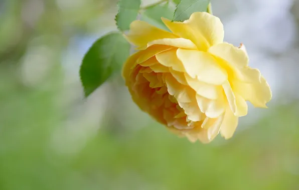 Rose, petals, yellow