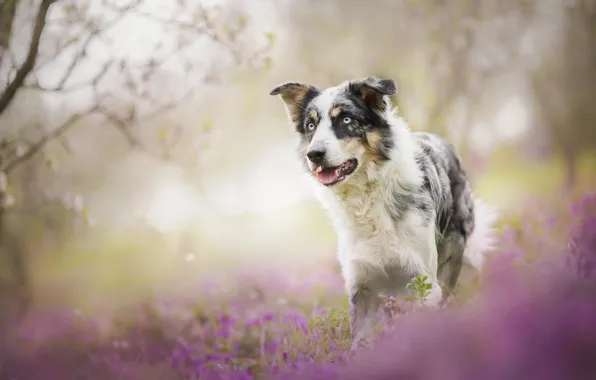 Picture flowers, dog, bokeh, The border collie