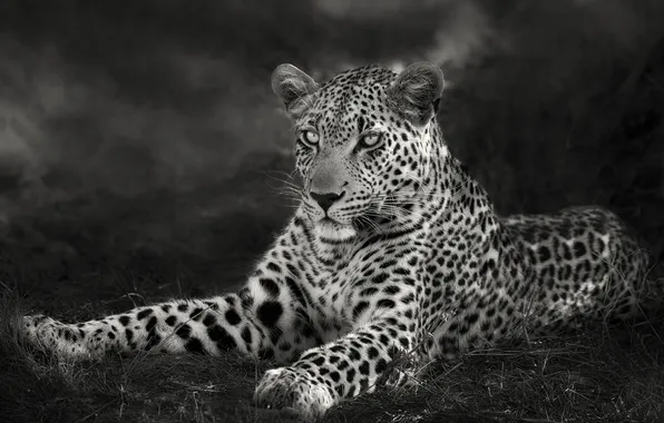 Field, clouds, leopard, monochrome, black and white photo