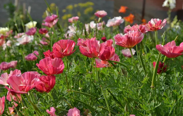 Picture macro, flowers, red, escholzia