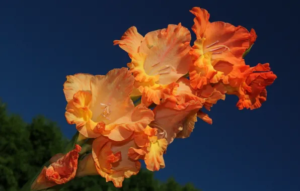 Picture macro, gladiolus, gladiolus