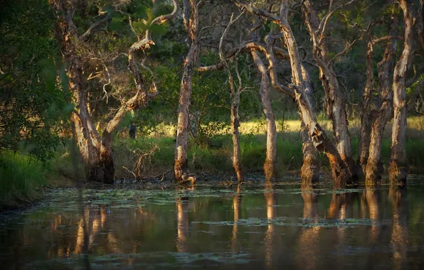 Picture forest, summer, trees, lake