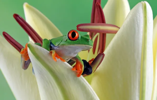 Flower, frog, green, red-eyed tree frog