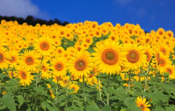 Field, the sky, leaves, flowers, sunflower, petals