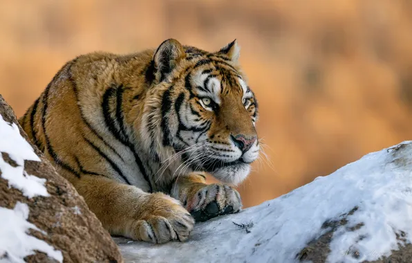 Look, face, snow, tiger, predator, paws, wild cat, Nikolai Mozgunov