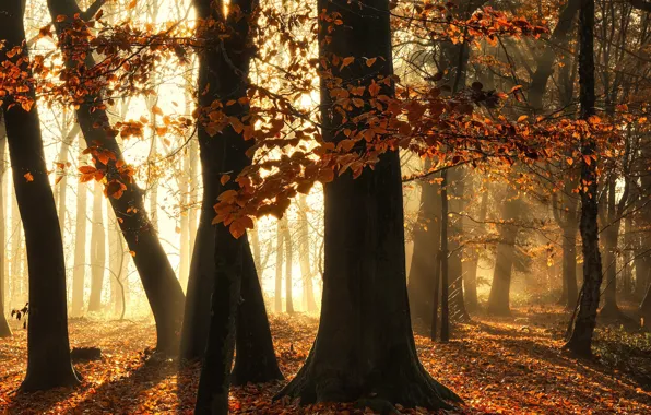 Autumn, the sun, light, trees, Park, foliage, falling leaves, the crimson