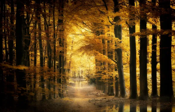 Autumn, nature, Park