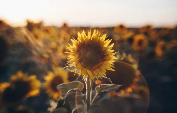 Light, nature, sunflower