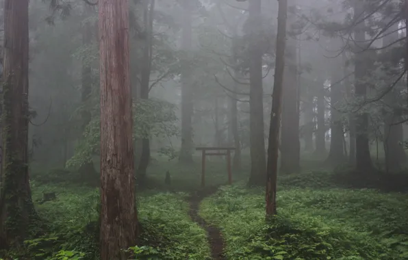 Picture forest, trees, nature, fog, Japan, Japan, path, Torii