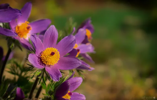Petals, sleep-grass, cross, anemone