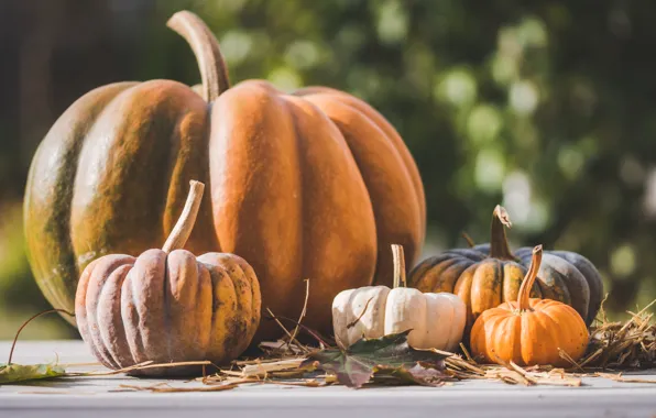 Picture autumn, leaves, light, Board, small, harvest, large, pumpkin