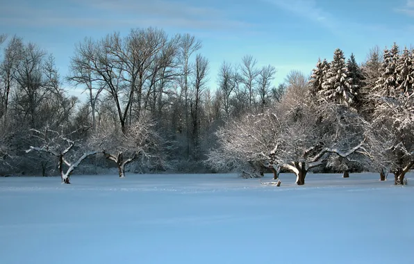 Winter, field, trees