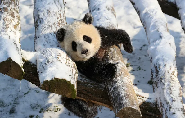 Winter, light, snow, nature, pose, Board, the fence, paws