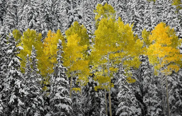 Autumn, forest, leaves, snow, spruce, Colorado, USA, aspen