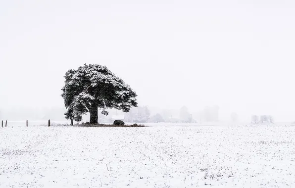 Nature, Landscape, First Snow