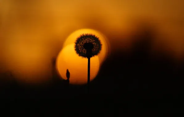 Picture summer, sunset, nature, dandelion, plant, the evening