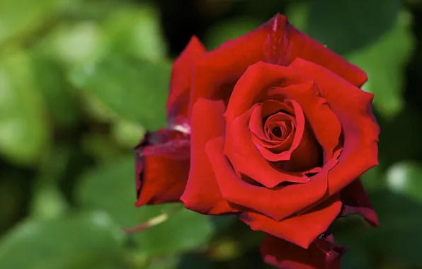 Picture macro, rose, Bud