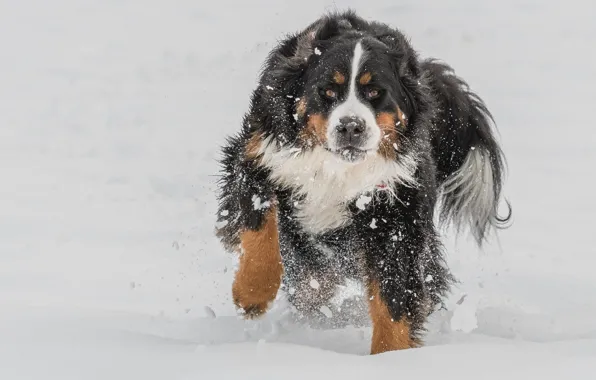 Winter, snow, handsome, Bernese Mountain Dog