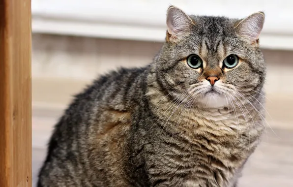 Cat, cat, look, face, pose, grey, portrait, sitting