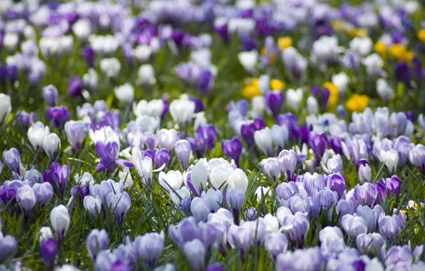 Picture nature, glade, spring, crocuses, white, primrose, lilac