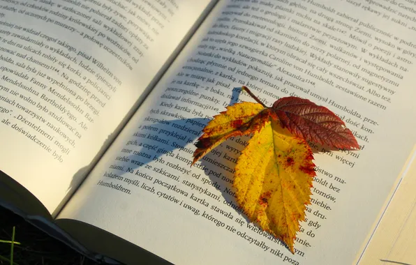 Book, leaf, paper