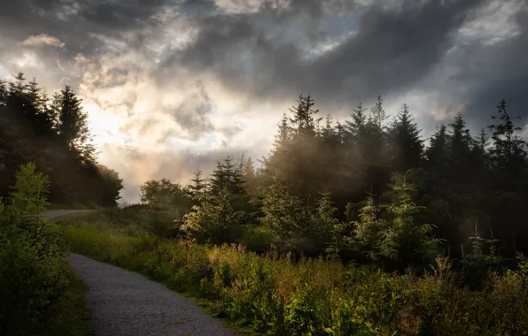 Picture forest, nature, fog