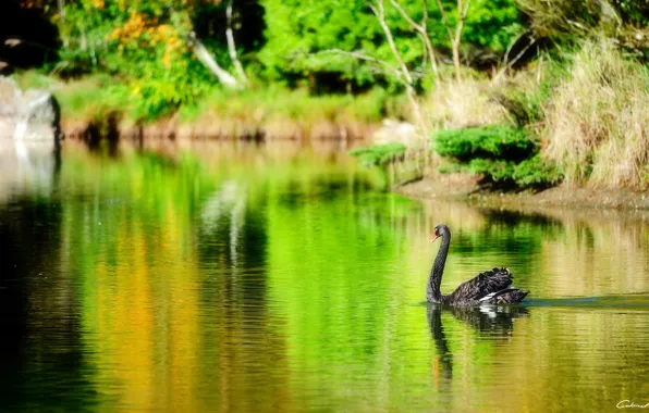 Picture lake, pond, bird, black, Swan
