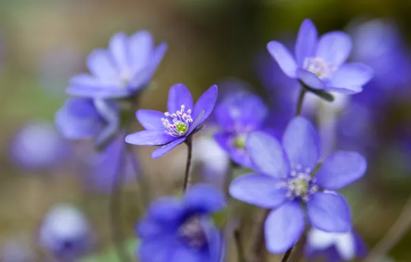 Macro, petals, blur, blue, woods, The coppice