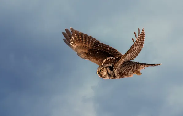 The sky, flight, owl, bird, wings, flies, blue background, the scope