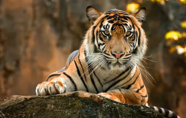 Picture autumn, look, face, nature, tiger, pose, background, stone