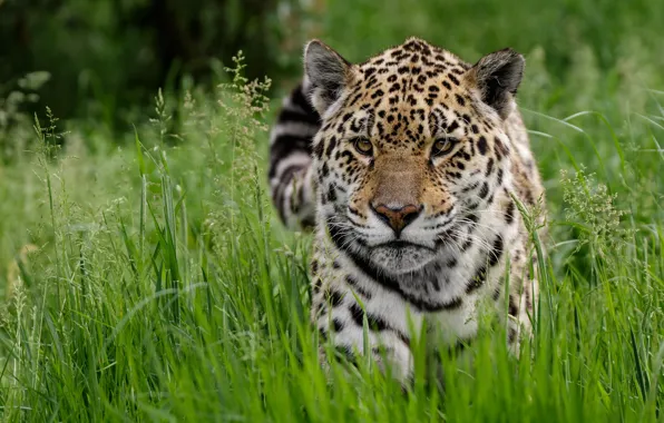 Grass, look, face, portrait, Jaguar