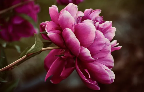 Flower, macro, pink, spring, petals, peony