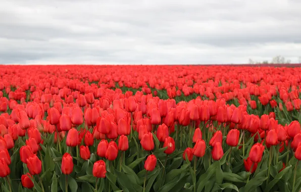 Summer, flowers, tulips