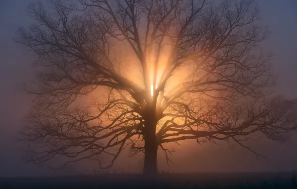 The sun, branches, tree, morning, haze