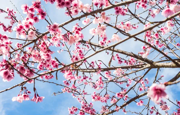 The sky, branches, spring, Sakura, flowering, pink, blossom, sakura