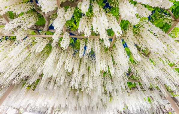 White, vines, Wisteria, Wisteria