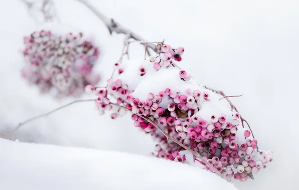 Snow, nature, berries