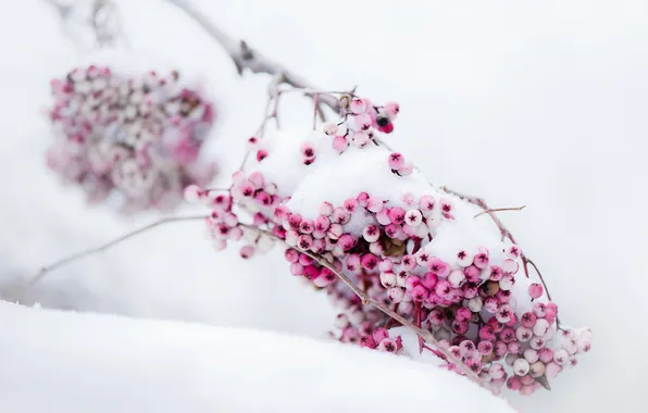 Snow, nature, Berries