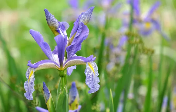Picture flowers, flowering, leaves, purple iris