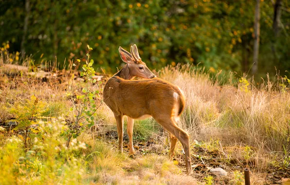 Picture forest, grass, glade, DOE