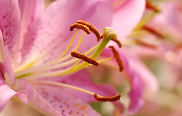 Macro, pink, Lily, petals