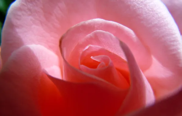 Picture flower, macro, rose, petals