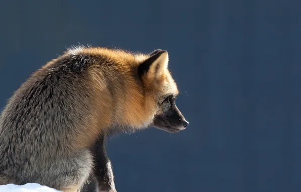 Picture nature, background, polar Fox