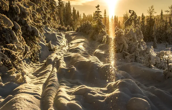 Winter, the sun, light, snow, trees, sunset