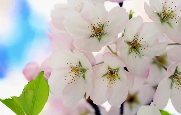 Flowers, cherry, flowering