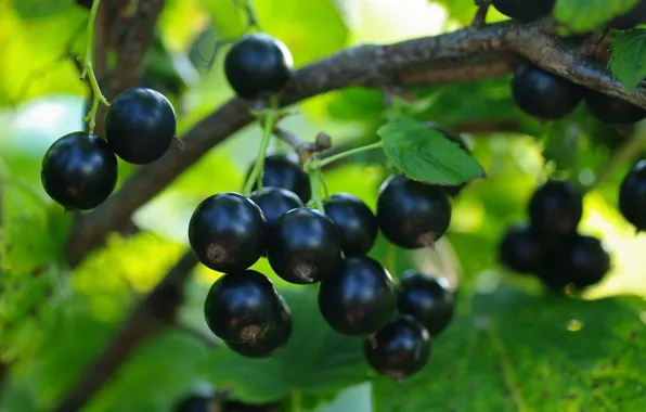 Macro, nature, berries, beauty, harvest, fruit, currants, vitamins