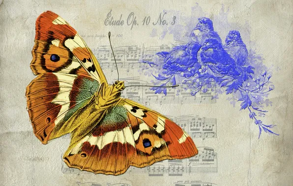 Picture background, texture, butterfly